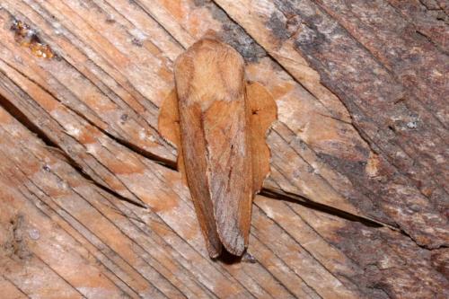 Réf. 203 349 : Phyllodesma tremulifolia
